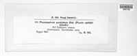 Pucciniastrum epilobii image